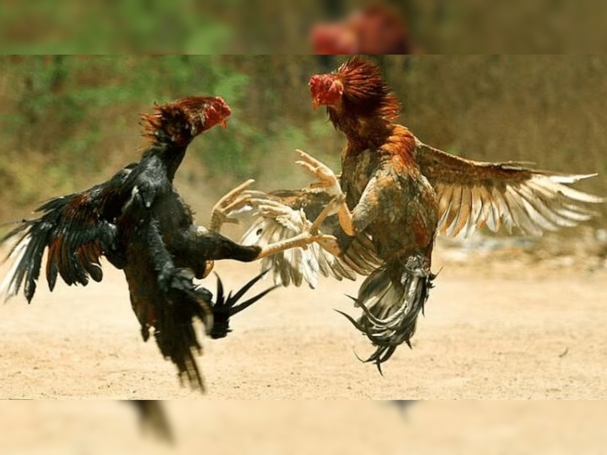 Bird Flu in Ranchi: होली पर मुर्ग-मुसल्लम का कर रहे हैं प्लान तो यह खबर आपके लिए ही है
