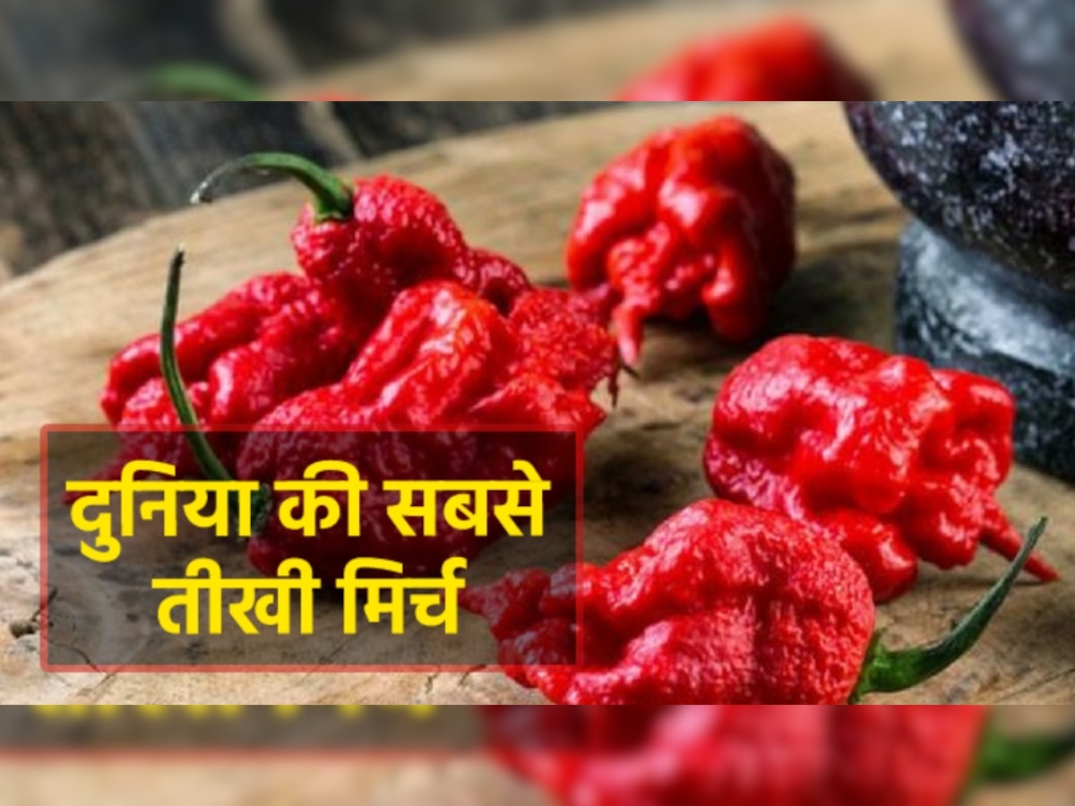 World's Hottest Chili: ये है दुनिया की सबसे तीखी मिर्च: खाना तो दूर, छूने से ही लग जाएगा 'करंट'!