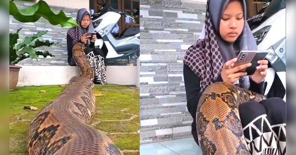 Viral video Giant python enters girls lap people | Viral video : लड़की ...