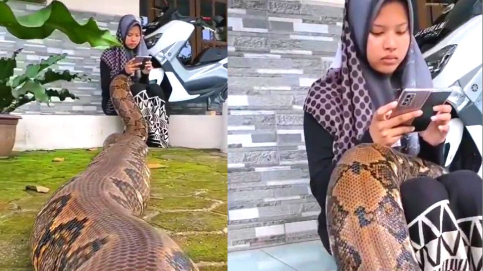 Viral video Giant python enters girls lap people | Viral video : लड़की ...