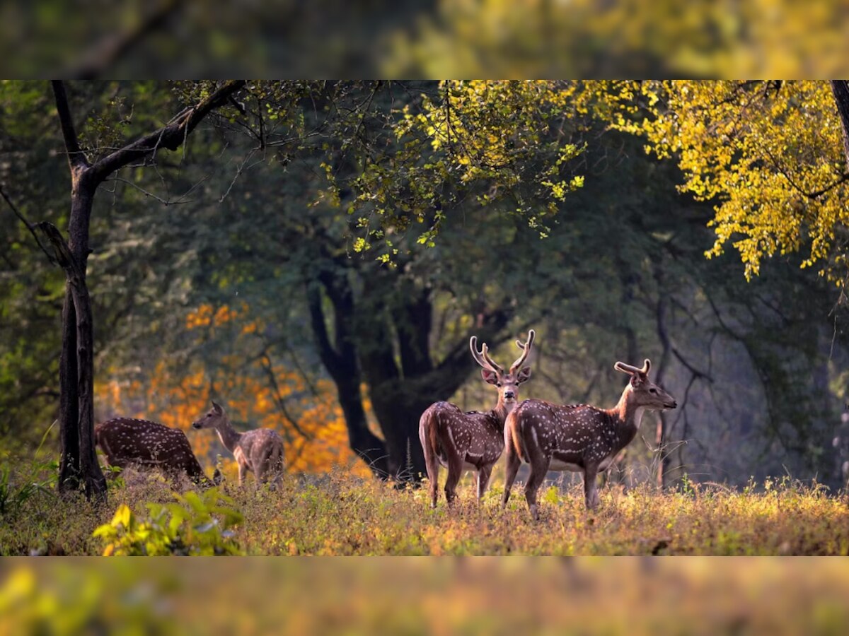 Kanha National Park Internal Translocation