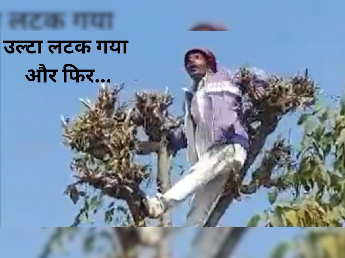 Holi Video: पेड़ पर चढ़ा..फिर उल्टा लटककर फगुआ गाने लगा, होली के रुझान का पहला वीडियो वायरल