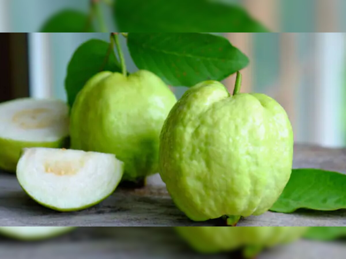 Guava Benefits: सिर्फ ठंड में ही नहीं हर मौसम में अमरूद खाने के हैं फाएदे, सेहत रहेगी स्वस्थ