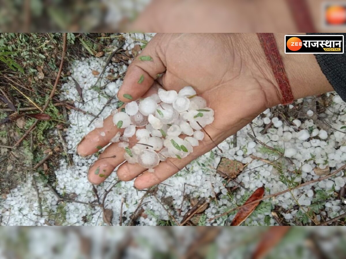 बारां में बारिश से बर्बाद हुई फसलें, गैहूं, धनिया, सरसों और अफीम में सबसे ज्यादा नुकसान, देखें रिपोर्ट