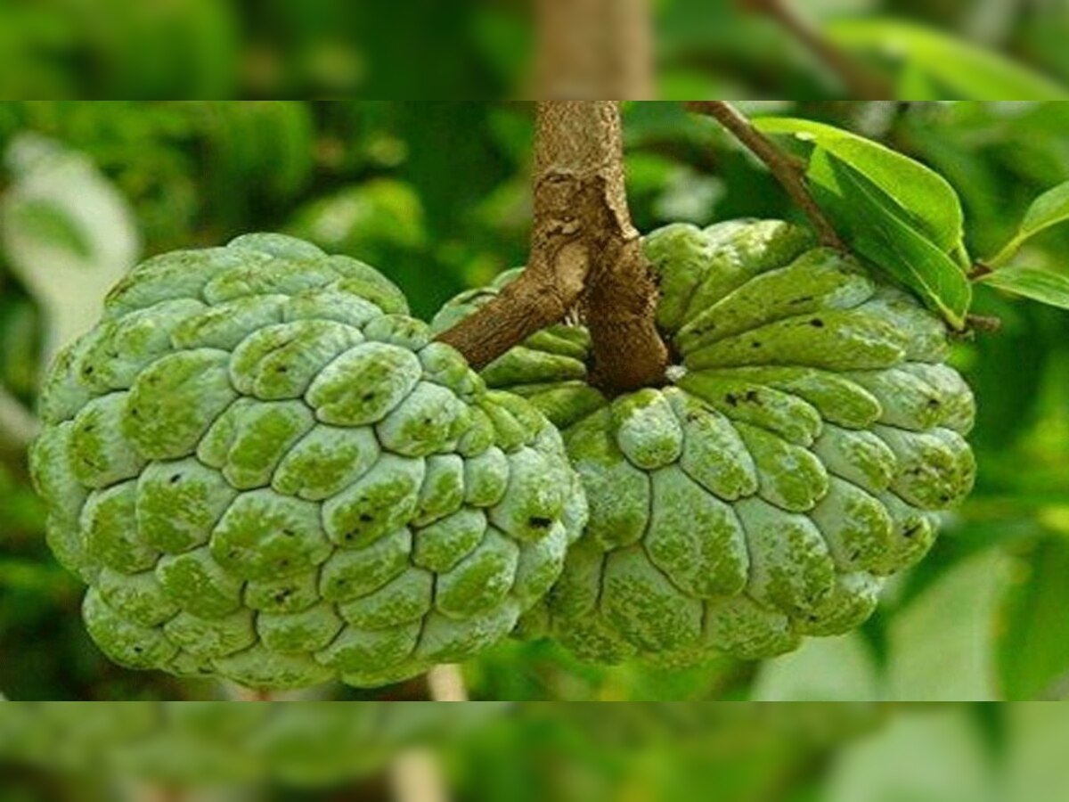 Custard Apple Leaves Benifits: सीताफल ही नहीं इसकी पत्तियों में छिपा है सेहत का राज, जादुई फायदे जान शुरू कर देंगे खाना