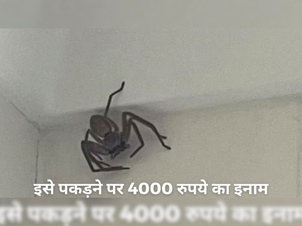 Work Offer: एक मकड़ी को पकड़ने के लिए 4 हजार रुपये का ऑफर, फिर जो हुआ उसने सबको हैरान कर दिया