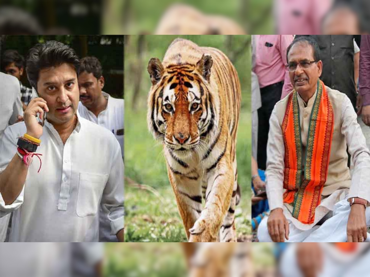 27 साल बाद माधव नेशनल पार्क में बसाए जाएंगे बाघ, CM शिवराज और केंद्रीय मंत्री सिंधिया बाड़े में छोड़ेंगे टाइगर