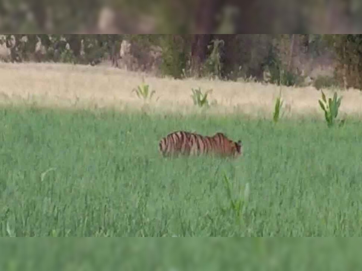 बाघ के खूनी पंजे का शिकार हुआ किसान, इलाज के लिए इंदौर ले जाते समय तोड़ा दम