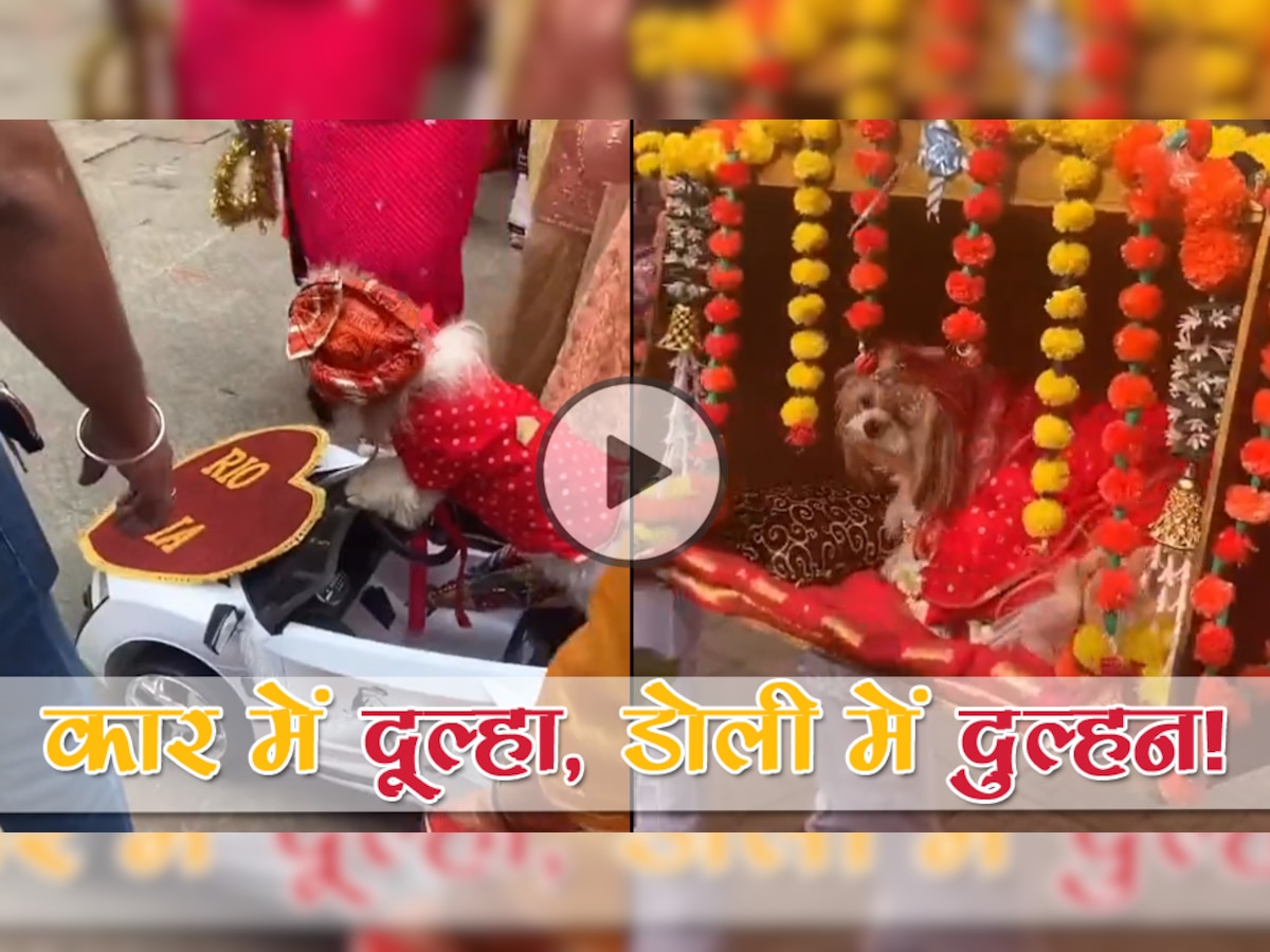 इलेक्ट्रिक कार में दूल्हा, डोली में पहुंची दुल्हन: धूमधाम से हुई कुत्तों की शादी