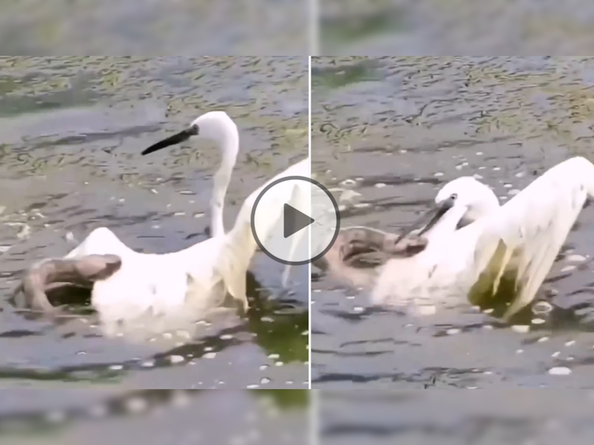 Bird Snake Fight Video: सांप और चिड़िया के बीच पानी में हुई खूनी लड़ाई, आखिर में जो हुआ उसे जरूर देखें