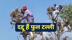 Funny Viral Video : शराब के नशे में टल्ली दद्दू चढ़ गए पेड़ पर 
