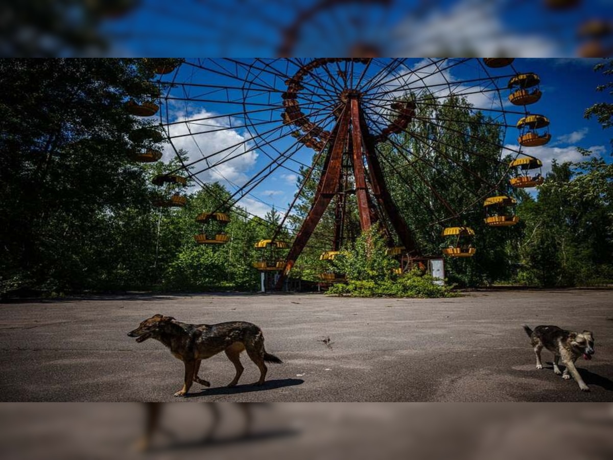 Chernobyl Dog: ସେହି କୁକୁର, ଯିଏ ଚେର୍ନୋବିଲ ପରମାଣୁ କେନ୍ଦ୍ର ଦୁର୍ଘଟଣାରେ ବଞ୍ଚାଇଥିଲେ ନିଜ ଜୀବନ 