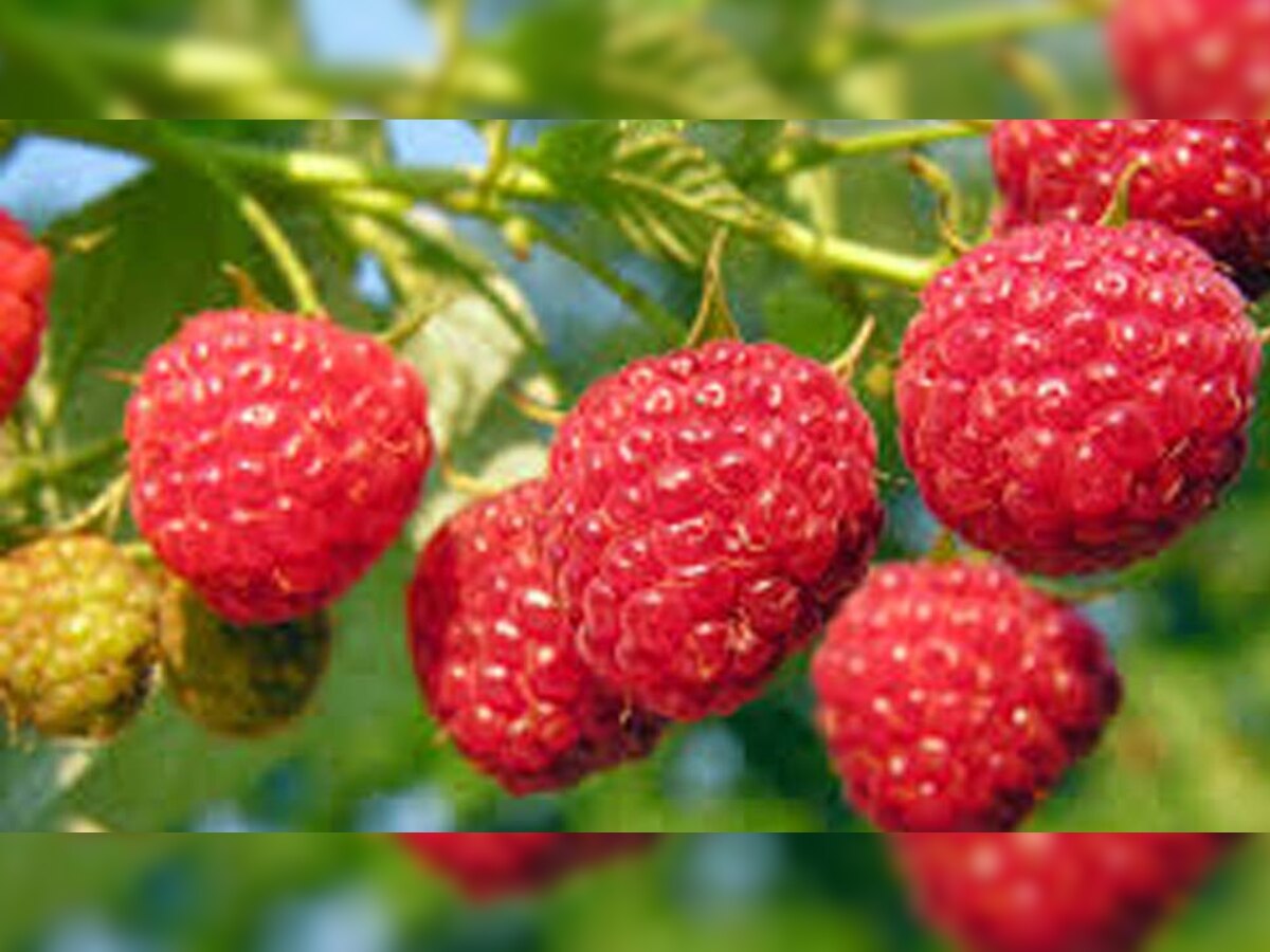 Benefits of Raspberry