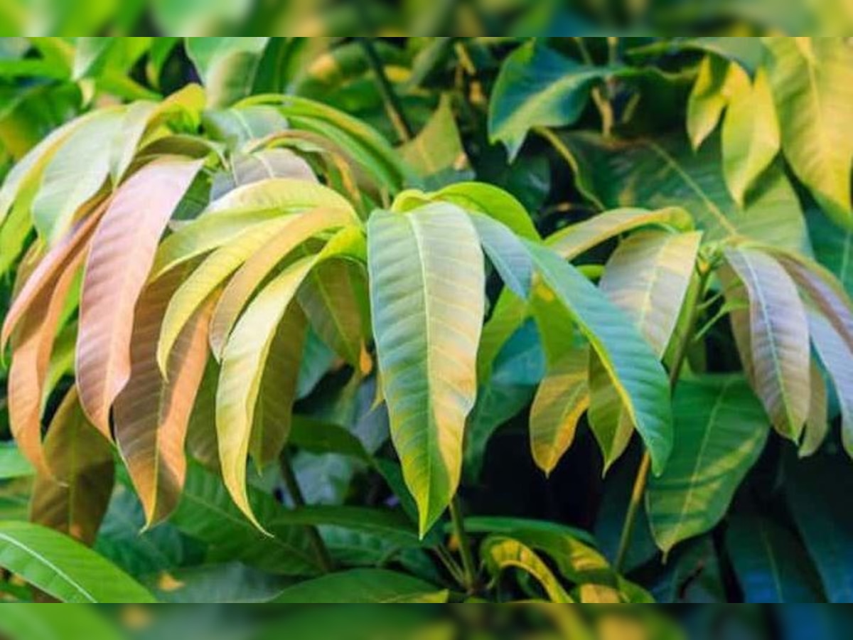 Mango leaves health benefits : आम के फल से भी ज्यादा फायदेमंद है पत्ते, डायबिजीट और पथरी को दूर भगाए