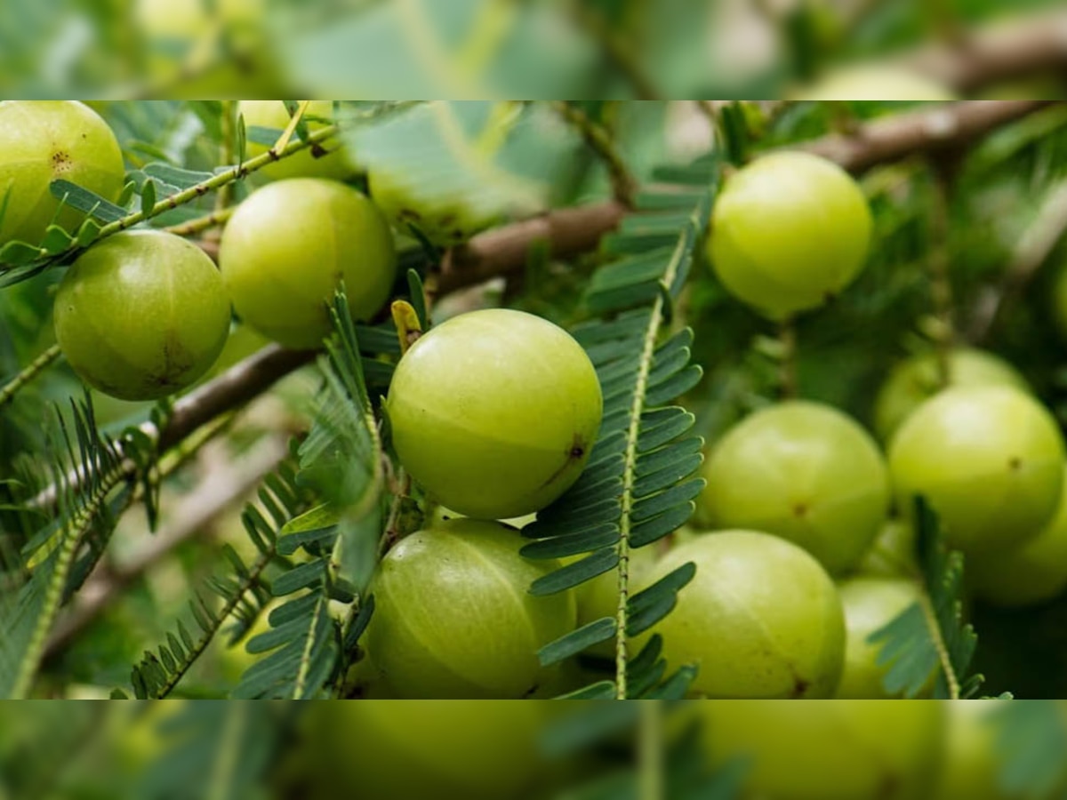 Amla benefits: 10 समस्याओं का एक इलाज है आंवला, फायदे जान चौंक जाएंगे आप