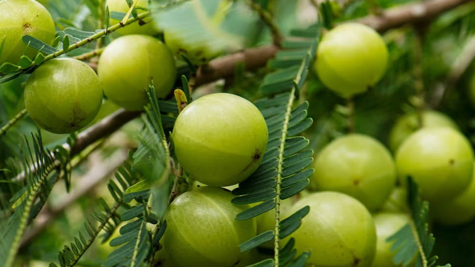 Amla benefits: 10 समस्याओं का एक इलाज है आंवला, फायदे जान चौंक जाएंगे आप Amla benefits: 10 समस्याओं का एक इलाज है आंवला, फायदे जान चौंक जाएंगे आप