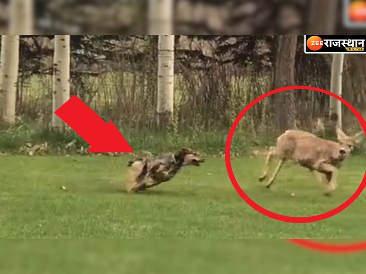 जैसलमेर: वन्यजीवों की जान की आफत बने आवार कुत्ते, हर रोज हिरण को बना रहे शिकार