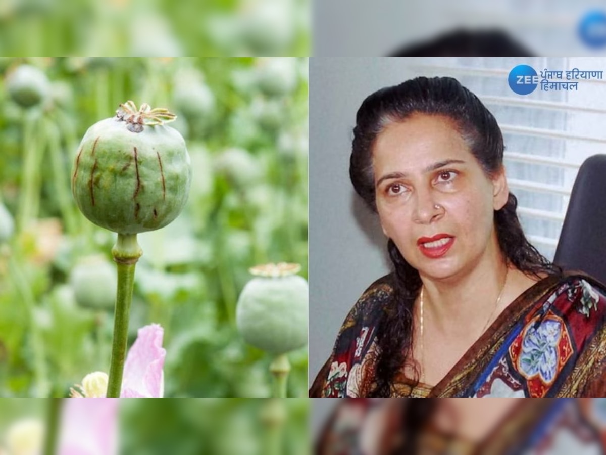 Dr. Navjot Kaur Sidhu News : ਡਾ. ਨਵਜੋਤ ਕੌਰ ਸਿੱਧੂ ਨੇ ਪੰਜਾਬ 'ਚ ਅਫੀਮ ਦੀ ਖੇਤੀ ਦੀ ਮੁੜ ਚੁੱਕੀ ਮੰਗ