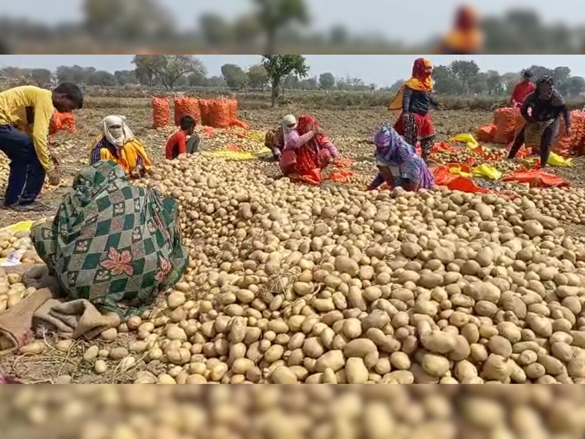 Agriculture News: माटी के मोल बिक रहा सब्जियों का राजा आलू, किसानों ने की मुआवजा की मांग