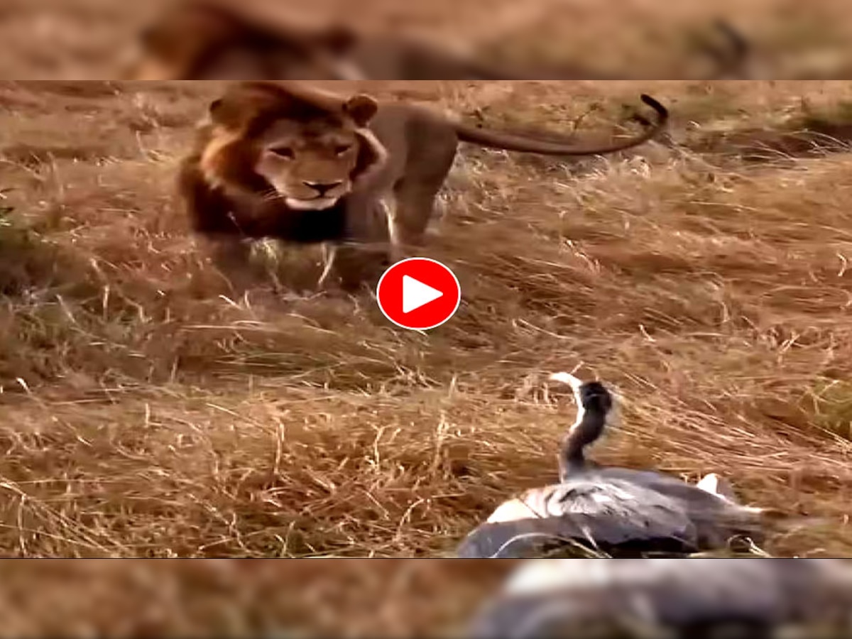 परिंदे ने टाइट कर दी जंगल के राजा शेर की हालत, Video देख हंसते-हंसते हो जाएंगे परेशान