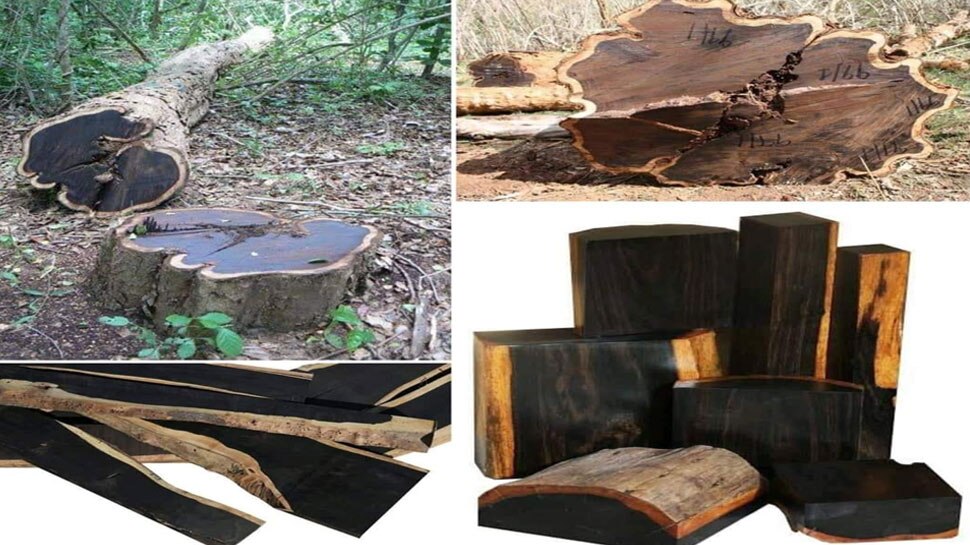 world most expensive wood african black wood You can Crorepati