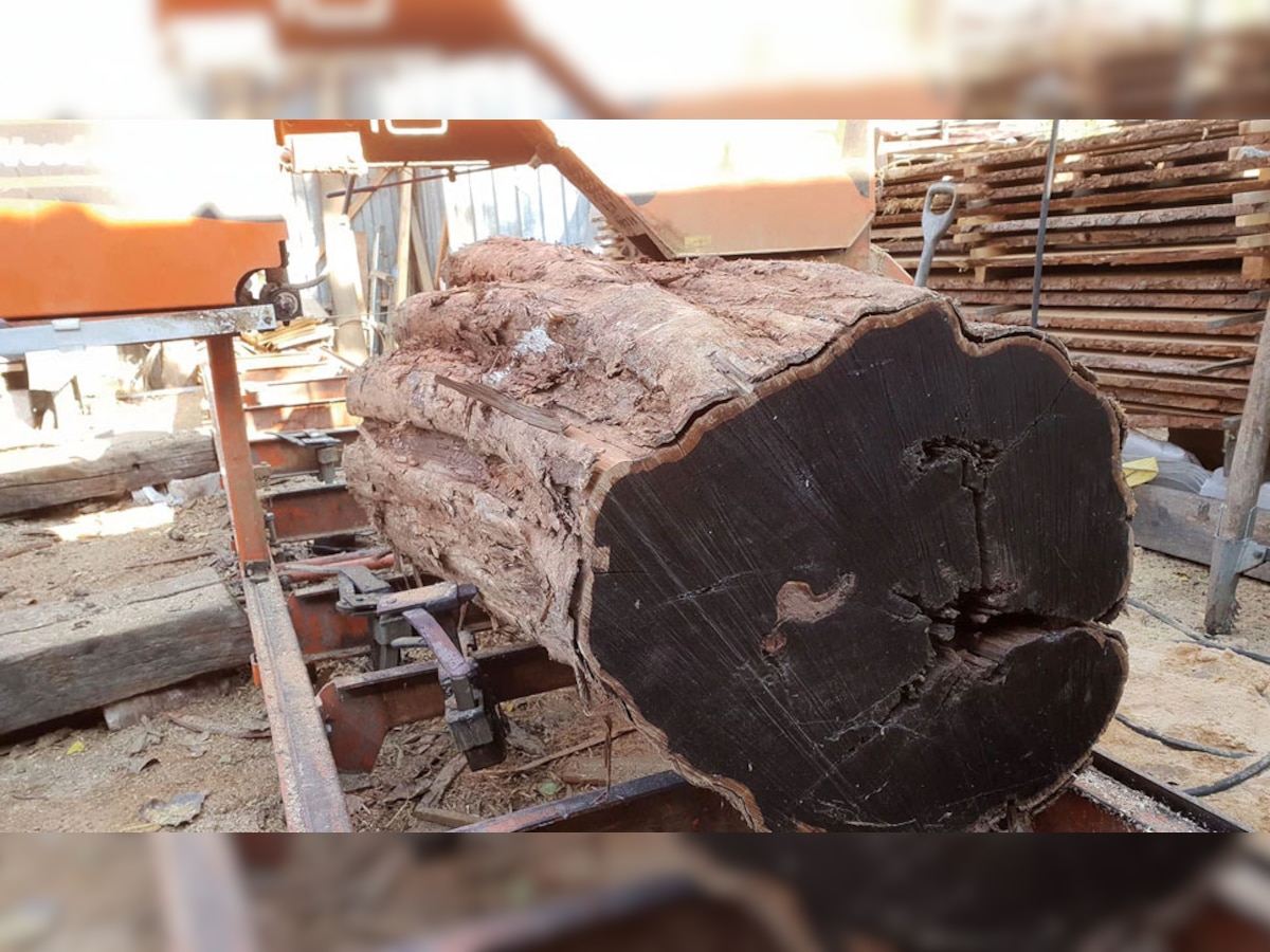 world most expensive wood african black wood You can Crorepati