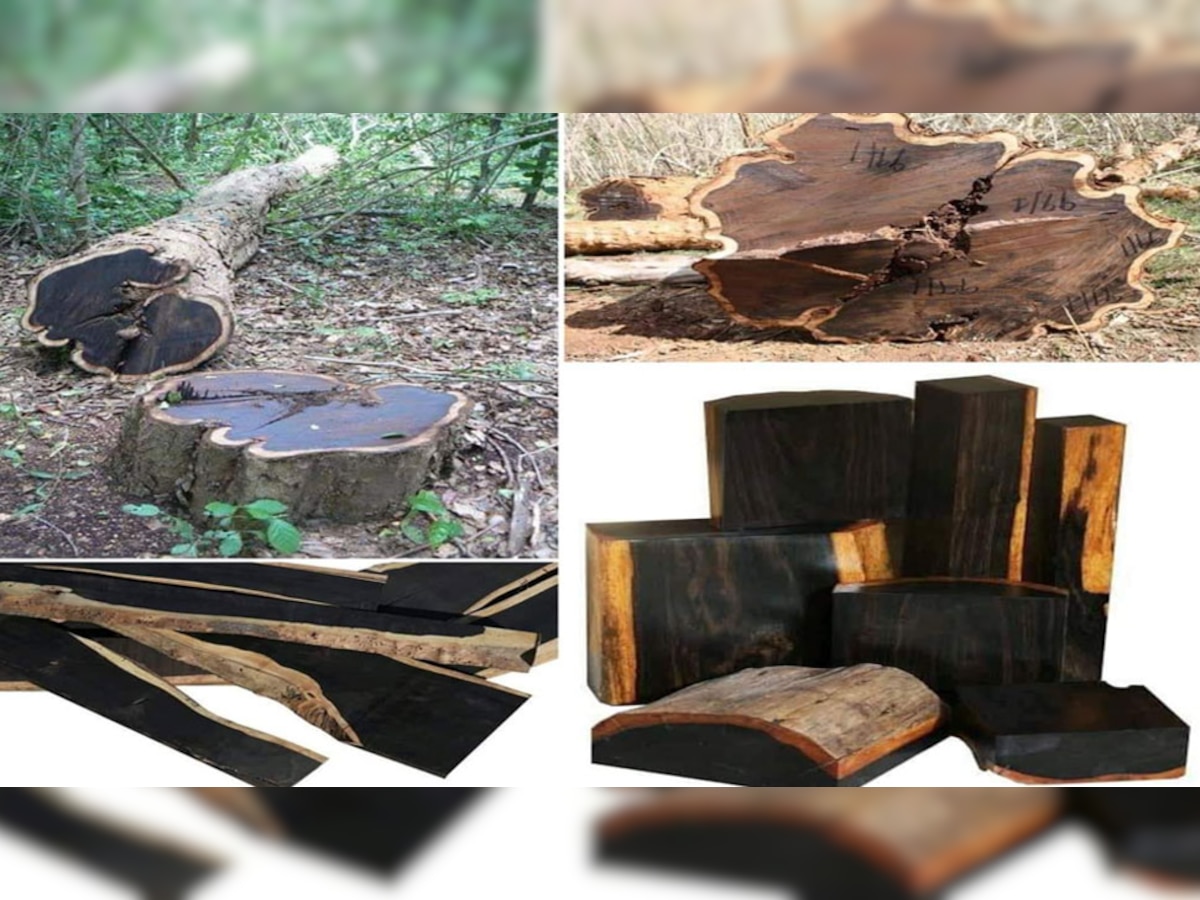 world most expensive wood african black wood You can Crorepati