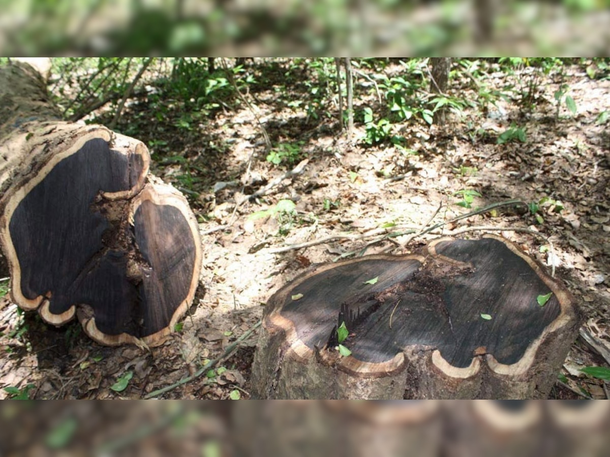 world most expensive wood african black wood You can Crorepati