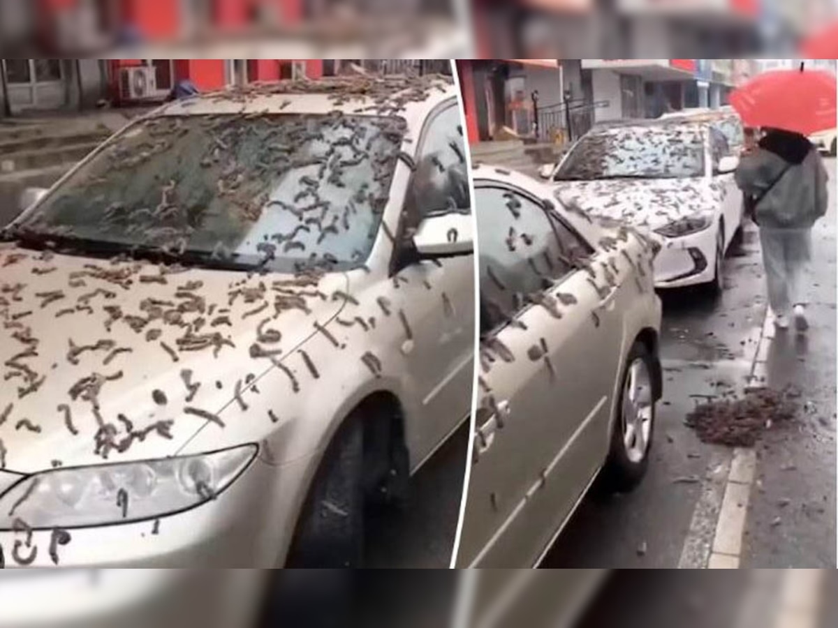 क्या कयामत के बेहद करीब है दुनिया? चीन में आसमान से बरस रहे कीड़े, देखिए VIDEO