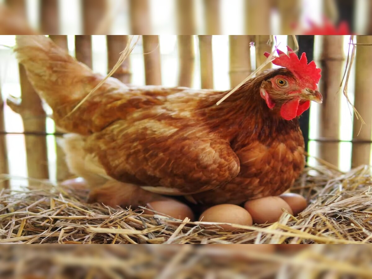 Egg-Chicken: ଦୁନିଆକୁ ପ୍ରଥମେ କୁକୁଡ଼ା ଆସିଲା ନା ଅଣ୍ଡା? ପ୍ରମାଣ ସହ ମିଳିଯାଇଛି ସଠିକ୍ ଜବାବ