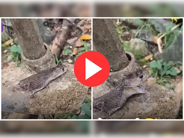 Video: सर तन से जुदा होने के बावजूद जिंदा रहा सांप, आखिर तक करता रहा हमला करने की कोशिश
