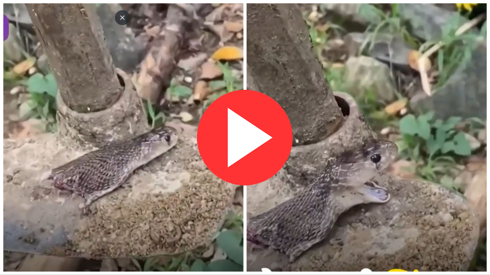 Video: सर तन से जुदा होने के बावजूद जिंदा रहा सांप, आखिर तक करता रहा हमला करने की कोशिश Video: सर तन से जुदा होने के बावजूद जिंदा रहा सांप, आखिर तक करता रहा हमला करने की कोशिश