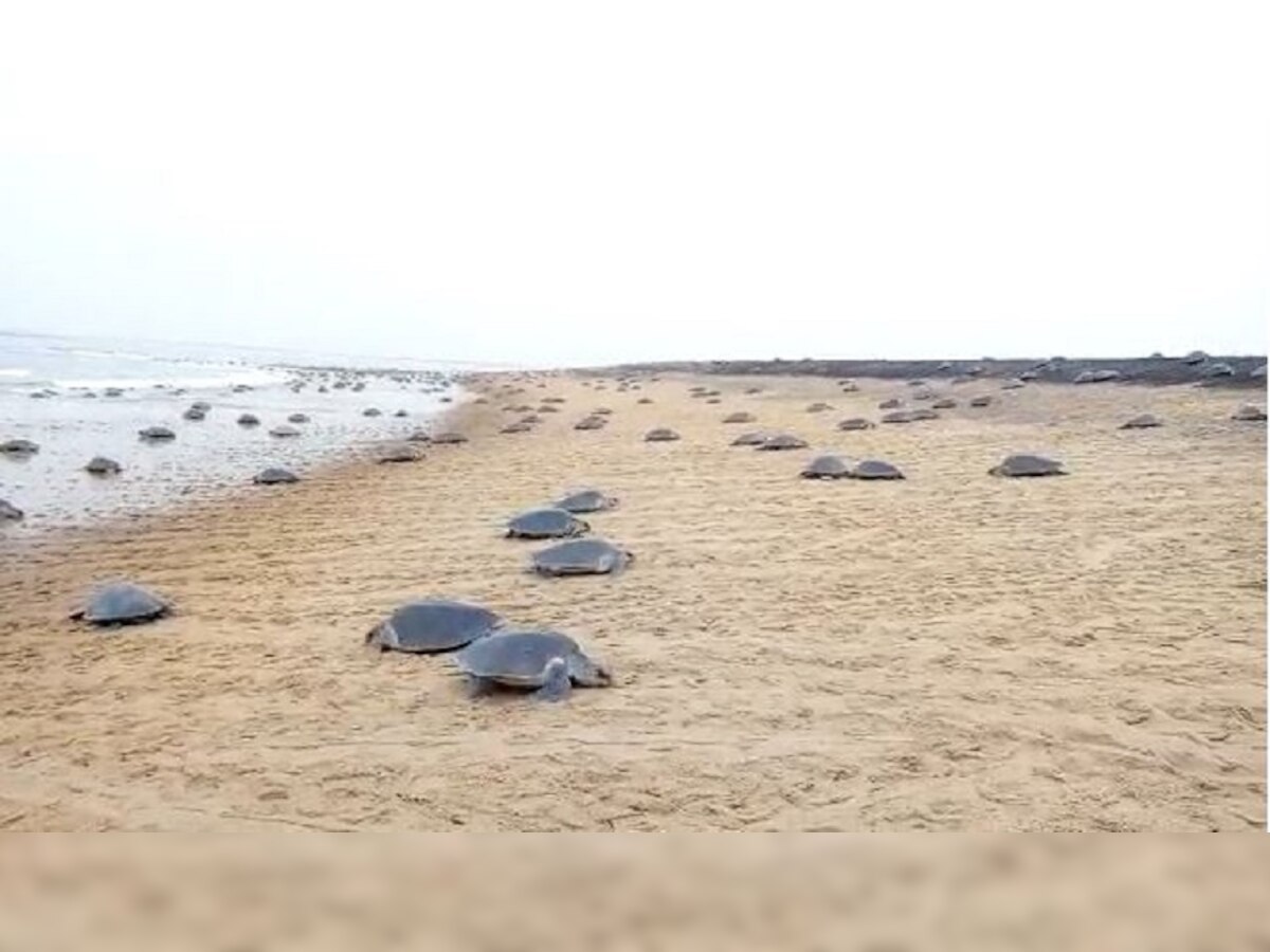 Puri Olive Ridley: ବେଳାଭୂମିରେ ଅସୁରକ୍ଷିତ ଶହ ଶହ ଅଲିଭ ରିଡଲେ କଇଁଛ, ପଦାରେ ପଡ଼ିଲ ବନ ବିଭାଗର ଦାୟିତ୍ବହୀନତା!