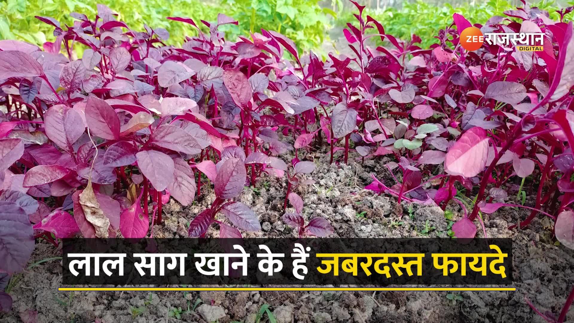 Health Tips red spinach benefits in hindi for good health and healthy
