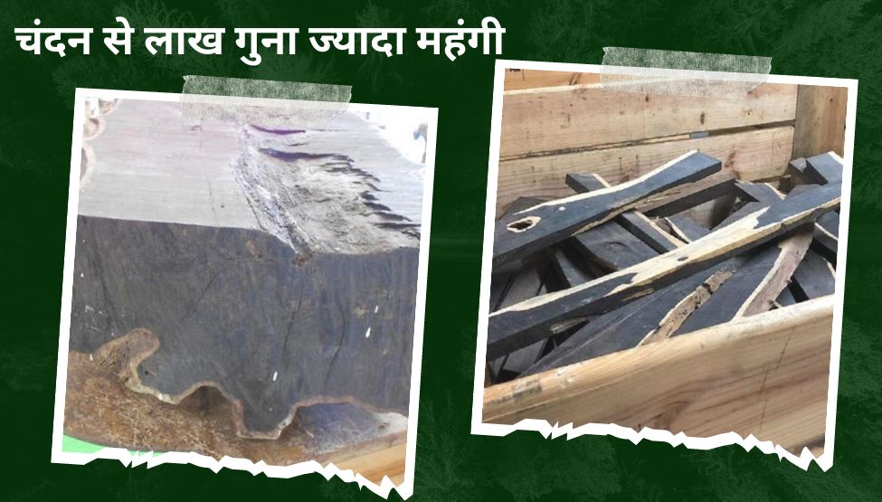 most expensive wood in world name african blackwood price will surprise