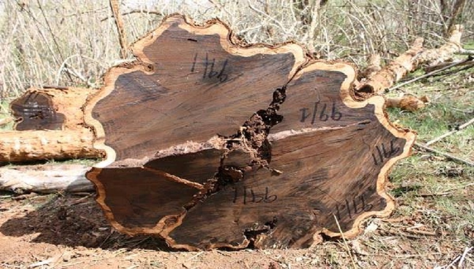 most-expensive-wood-in-world-name-african-blackwood-price-will-surprise