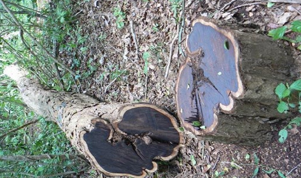 most expensive wood in world name african blackwood price will surprise