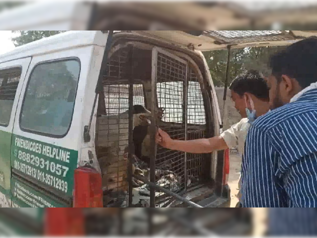 Killer Dog: वसंतकुंज के जंगल में कुत्तों को पकड़े में जुटी MCD और Delhi Police 