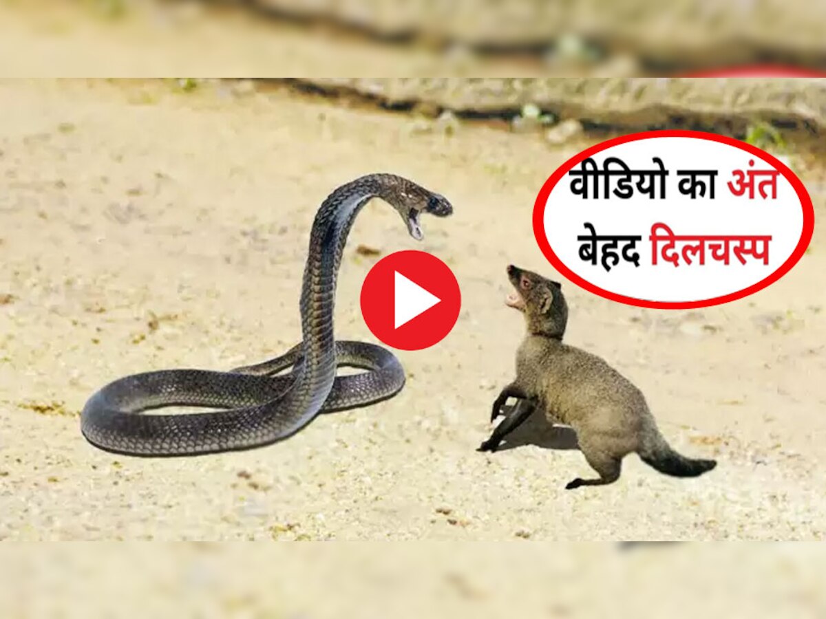 Video: नेवले ने कोबरा के फन को नोंच-नोंच कर डाला अधमरा, अंत की लड़ाई खड़े कर देगी रोंगटे