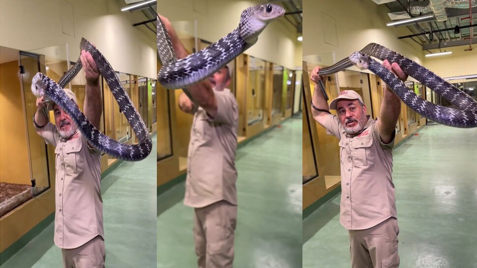 trending today Dangerous snake attack while playing see horrible viral ...