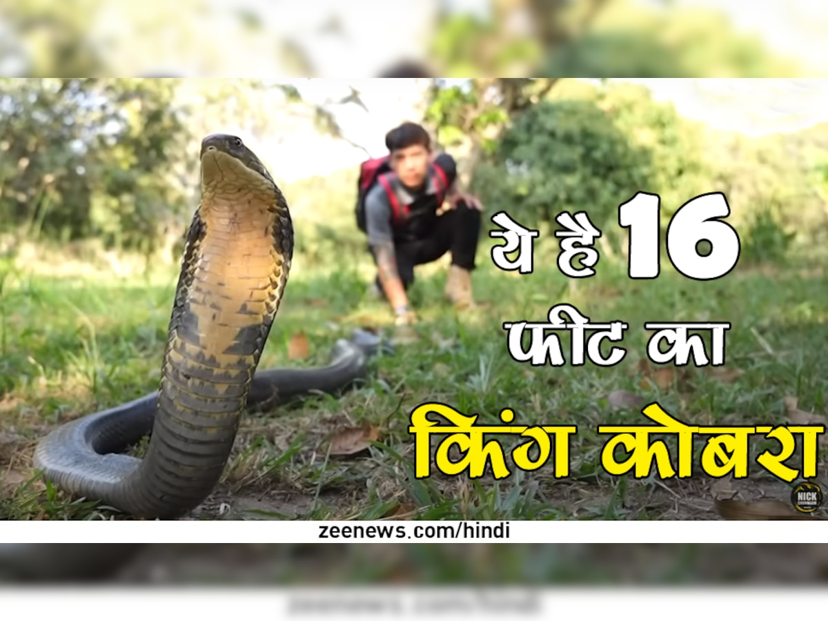 King Cobra: सड़क किनारे छिपकर बैठा था 16 फीट लंबा किंग कोबरा, शख्स ने नंगे हाथों पकड़ा