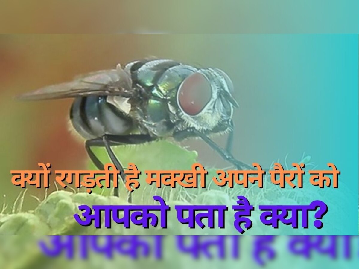 Knowledge: मक्खी का ये अंग हमें पहुंचाता है सबसे ज्यादा नुकसान, इसी से करती है खाना दूषित