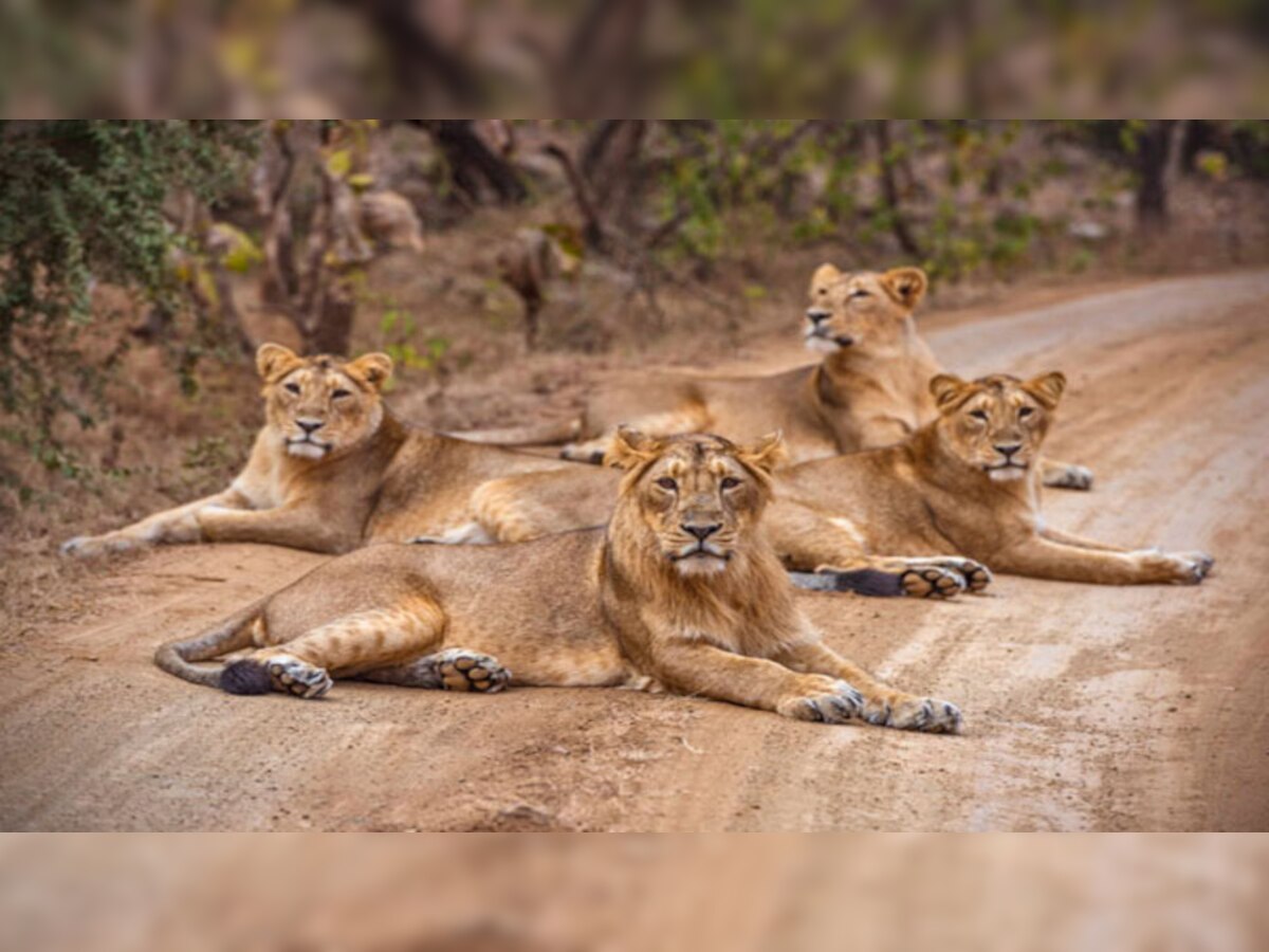 Gir Forest Lions: ଗିର ଜାତୀୟ ଉଦ୍ୟାନରେ କାହିଁକି ପ୍ରାଣ ହରାଉଛନ୍ତି ସିଂହ? ୨ ବର୍ଷରେ ଚାଲିଯାଇଛି ୩୧୩ ସିଂହଙ୍କ ଜୀବନ