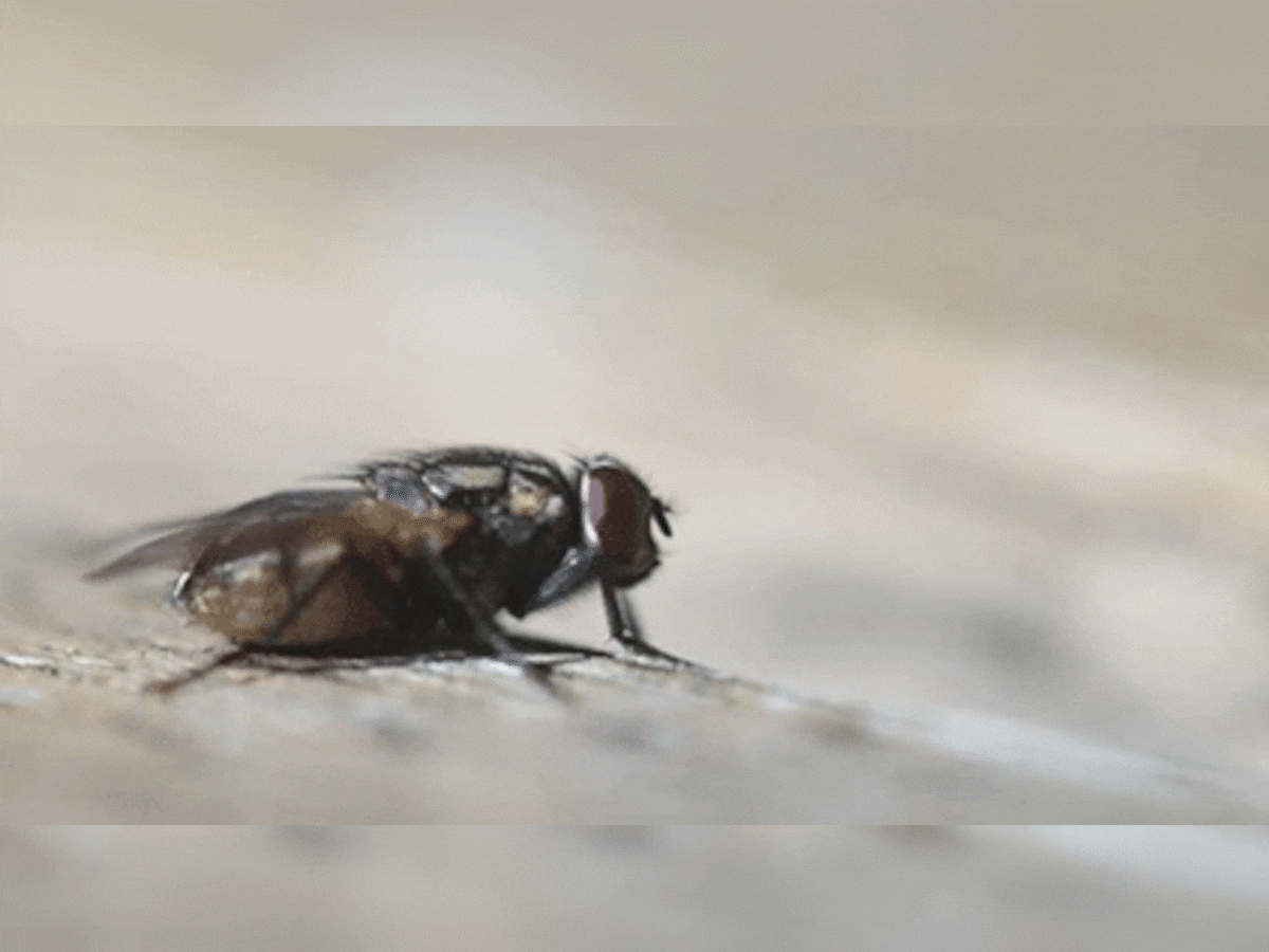 Do you know: खाने पर बैठी मक्खी अपनी टांगें क्यों रगड़ती है, ये एक डरावनी प्रक्रिया का है हिस्सा