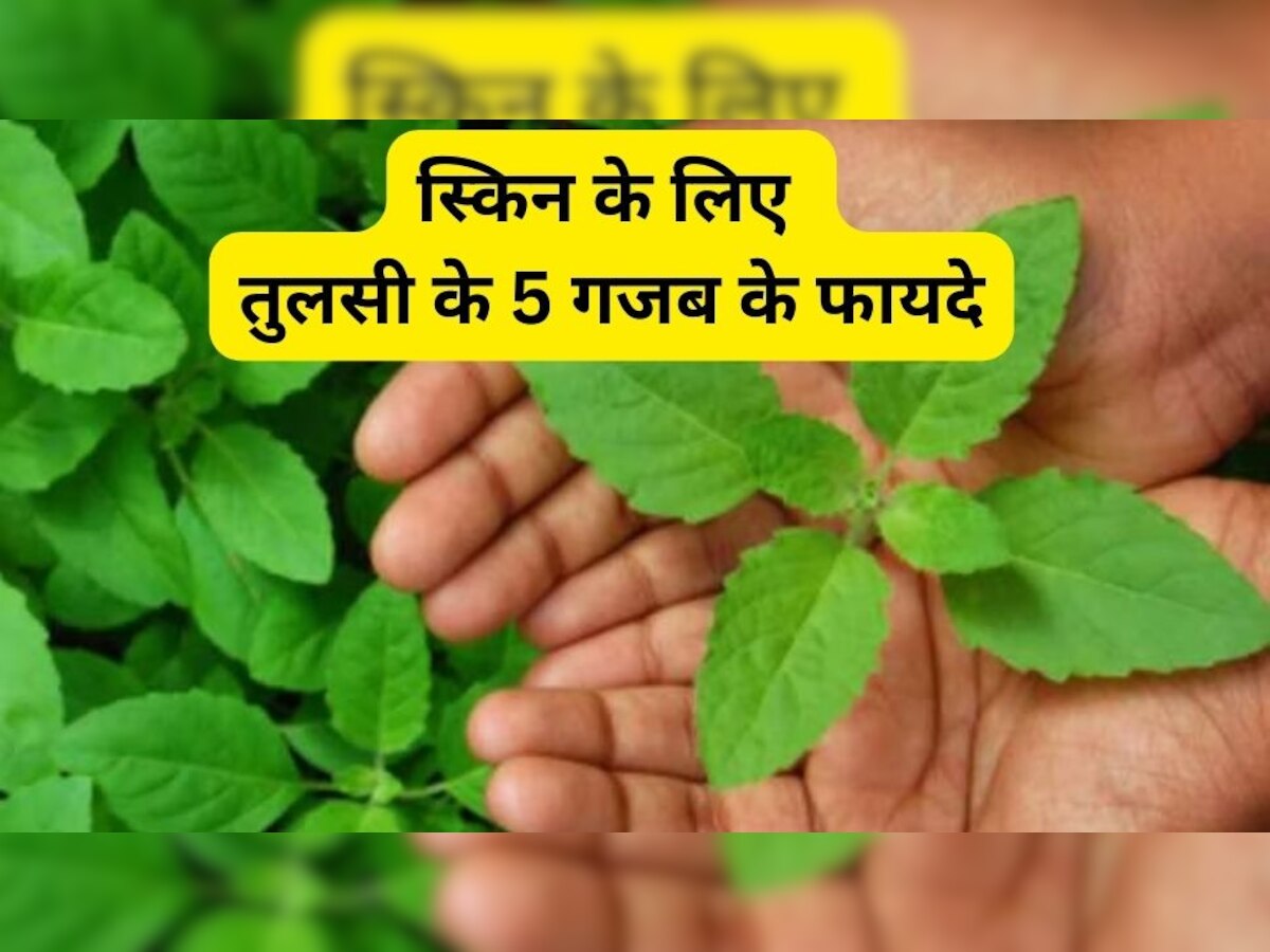 Tulsi 5 Benefits for skin: जवां दिखना है या मुंहासों से चाहिए छुटकारा, तुलसी के सेवन से होंगे गजब के फायदे!