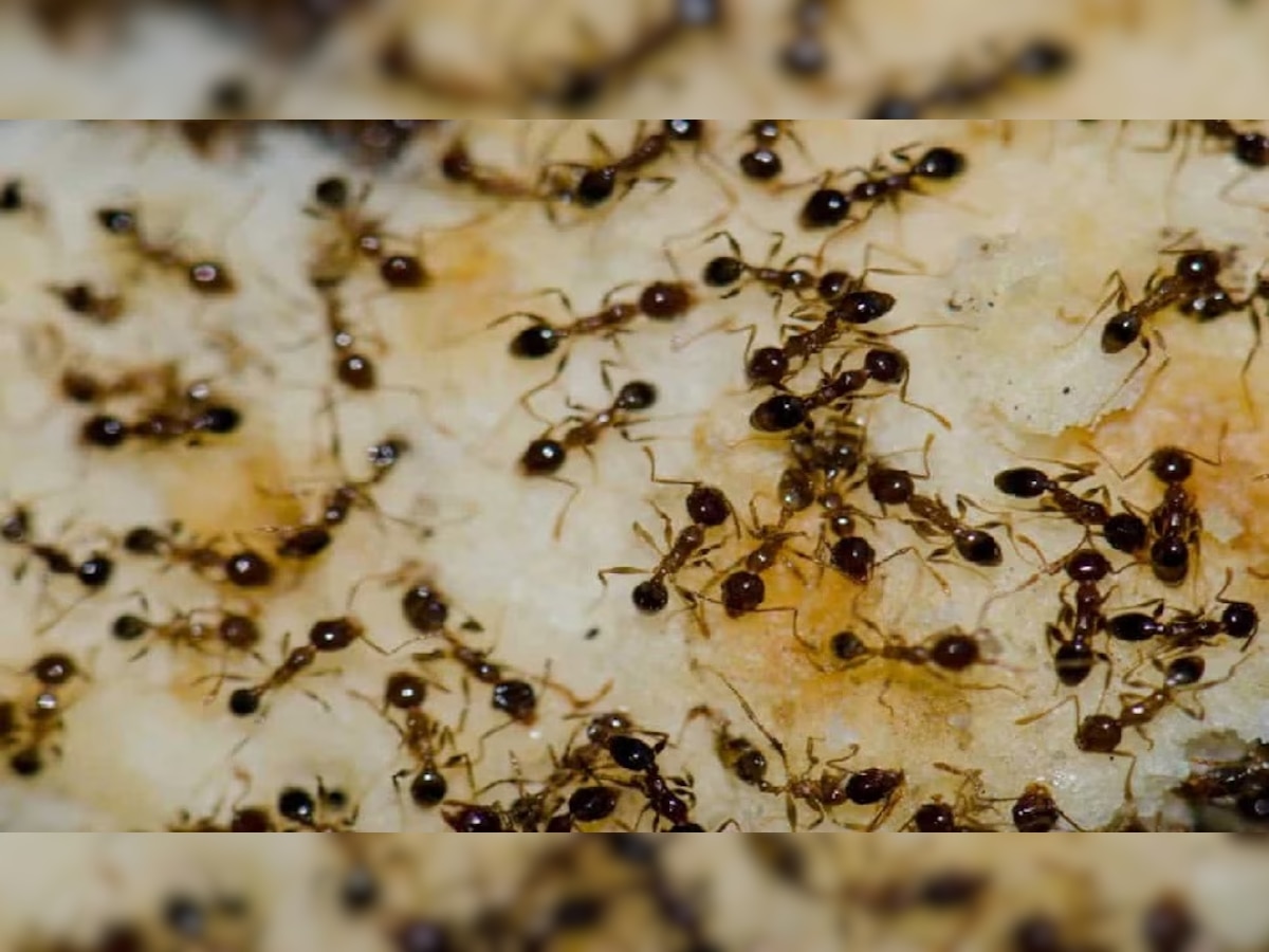 black red ant signs good bad luck, ghar me lal kali chiti nikalne ke ...