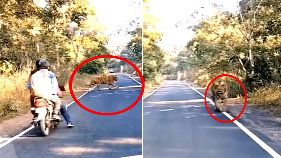 Video: बाइक सवारों के सामने अचानक आ गया आदमखोर टाइगर, हलक में अटक गई जान