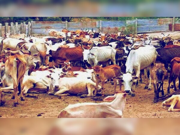 अलामती तस्वीर 