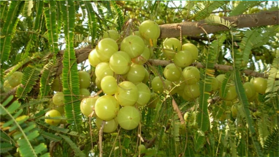 6 benefits of wearing kalawa it helps in removing negative energy and ...