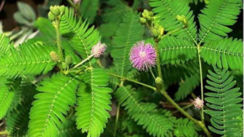 Tree Kalmi 6 benefits of wearing kalawa it helps in removing negative energy and ...
